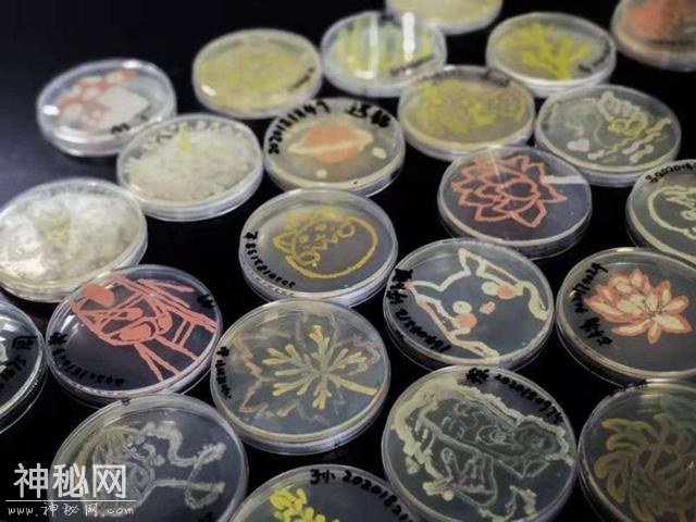 江西省科学技术馆暑期“科学小卫士之细菌大作战”活动报名开始啦！！-5.jpg