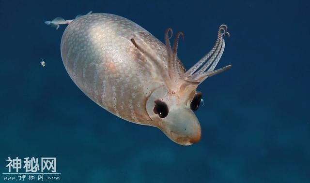 夏威夷海域发现罕见生物！外观像小猪又像驯鹿-1.jpg