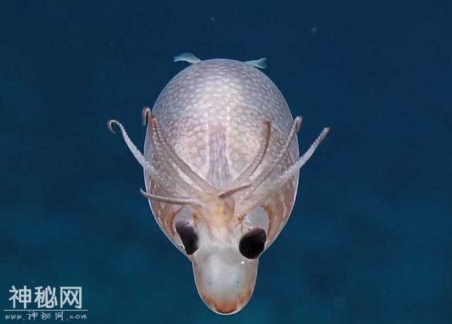 夏威夷海域发现罕见生物！外观像小猪又像驯鹿-5.jpg