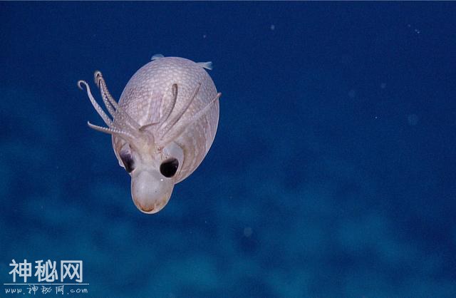 夏威夷海域发现罕见生物！外观像小猪又像驯鹿-2.jpg