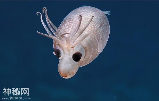 夏威夷海域发现罕见生物！外观像小猪又像驯鹿-3.jpg