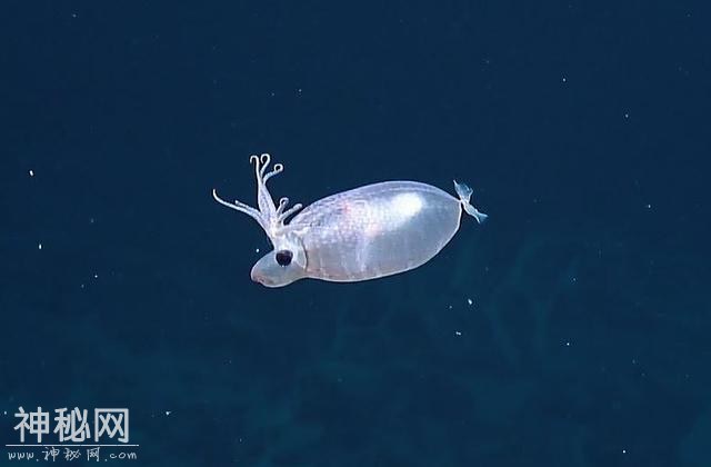 夏威夷海域发现罕见生物！外观像小猪又像驯鹿-4.jpg