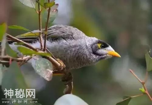 各种动物：神奇的找矿侦察兵-1.jpg