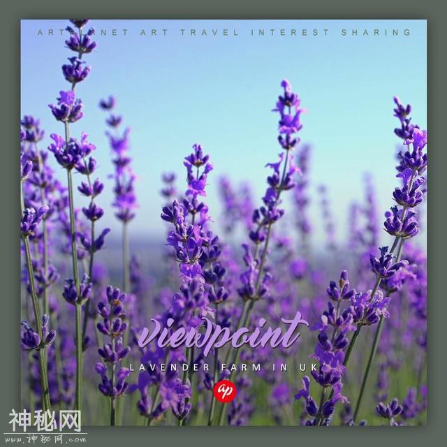 星球 · 景点 | 带你走进英国梦幻的薰衣草花田-1.jpg
