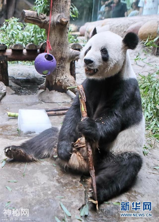 北京动物园：让动物清凉过三伏天-5.jpg