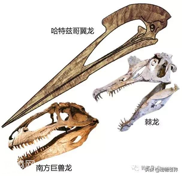 谁是陆地上的“最长脸”-哈特兹哥翼龙-5.jpg