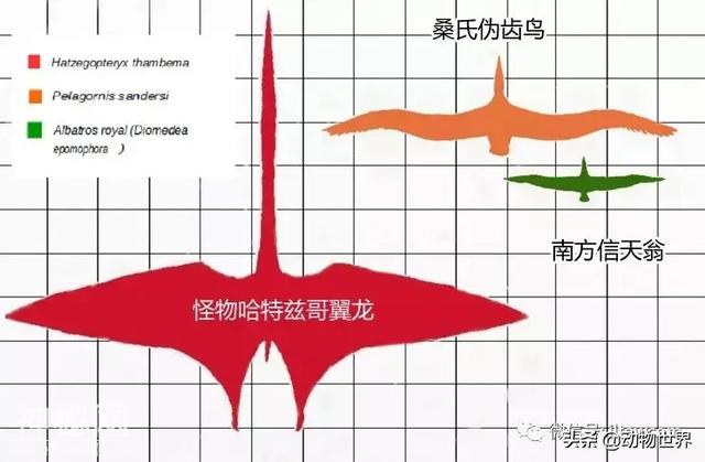 谁是陆地上的“最长脸”-哈特兹哥翼龙-13.jpg