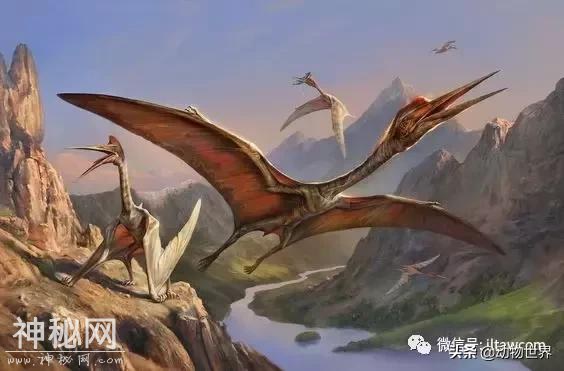 谁是陆地上的“最长脸”-哈特兹哥翼龙-7.jpg