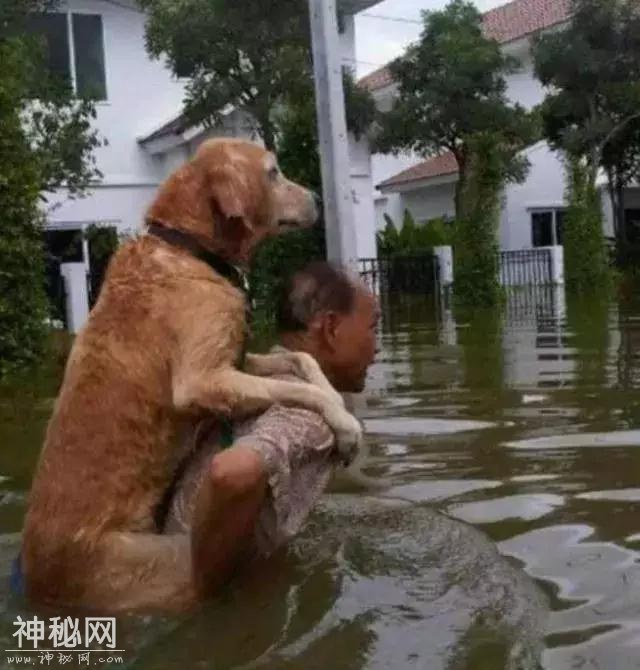 10个人与动物最感人的瞬间，你能忍到第几个不哭？-10.jpg