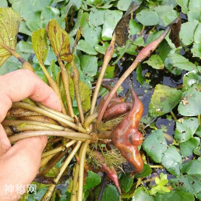 康熙皇帝与菱角树的故事-1.jpg