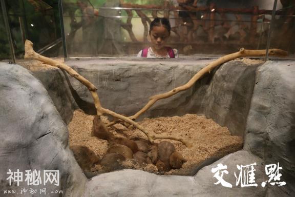 百种动物萌宠齐聚南京一商场-2.jpg