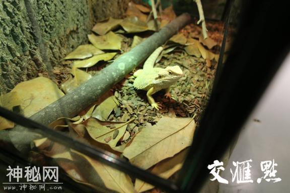 百种动物萌宠齐聚南京一商场-1.jpg