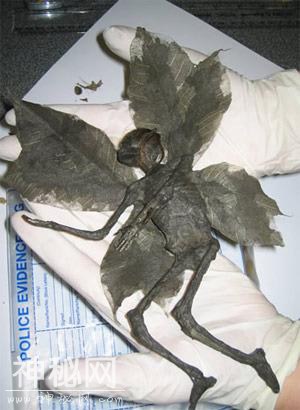 长翅膀的人形怪物：基因突变还是奇特物种？-4.jpg