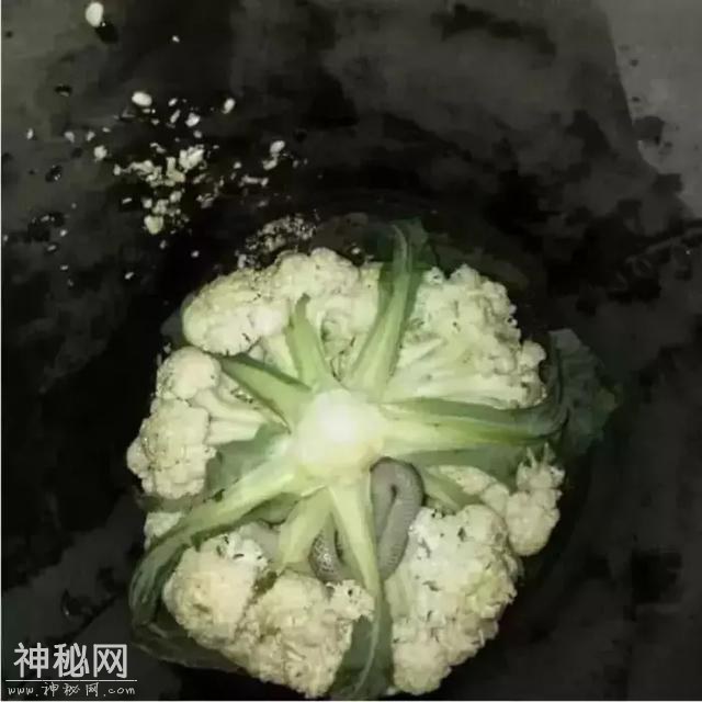 5张让你心惊胆战的图片，比恐怖片更恐怖，18岁以下禁止观看-5.jpg