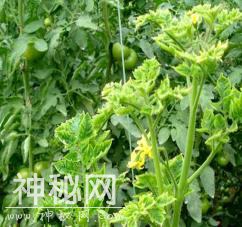 高温来袭，番茄病毒病高发期，番茄常见的病毒病表现症状有哪些？-1.jpg