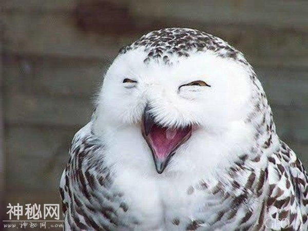 这么多的绘画作品，怎么会是动物的杰作呢-1.jpg