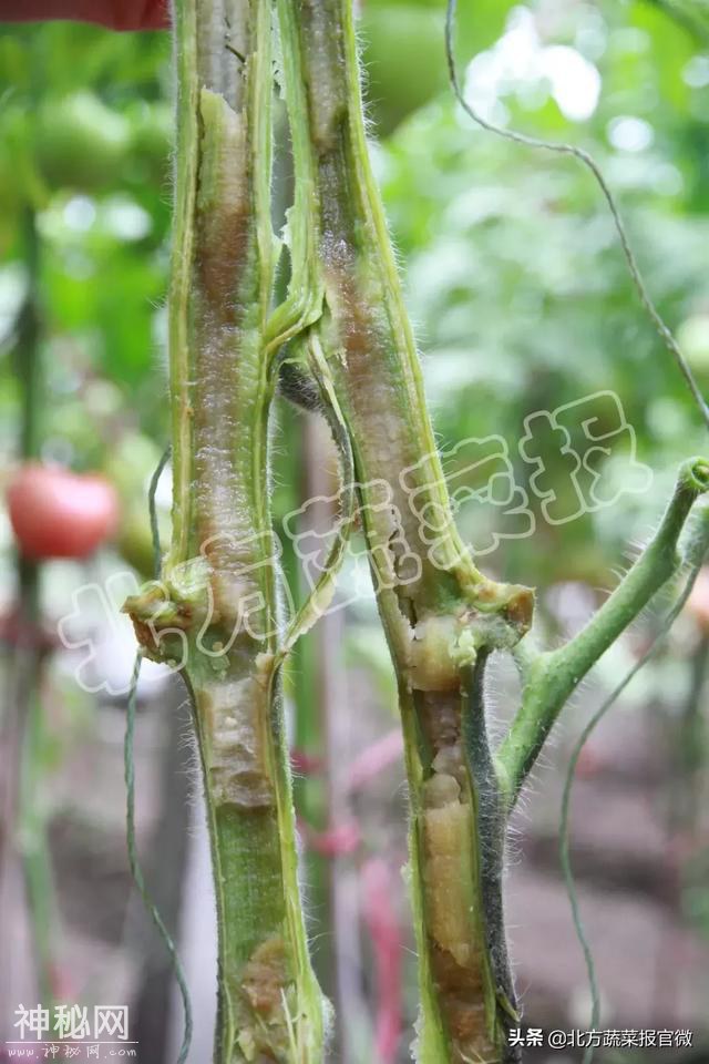 「病害」这些症状都是细菌病-1.jpg