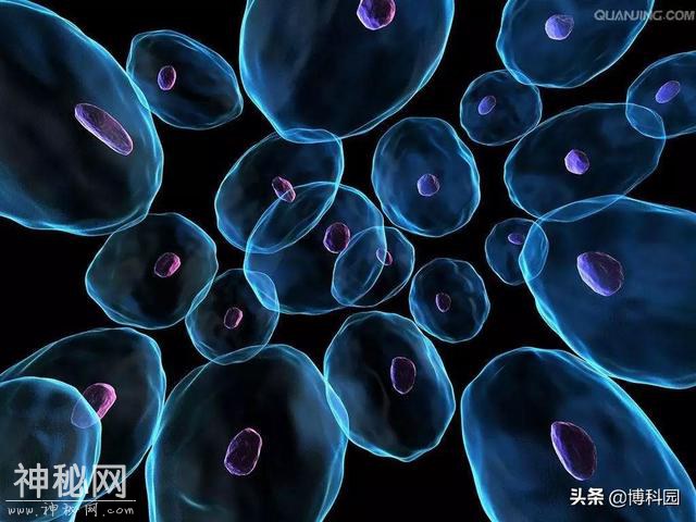 发现细胞内天然生物放大镜，放大率3.3倍，可用于亚波长成像-5.jpg