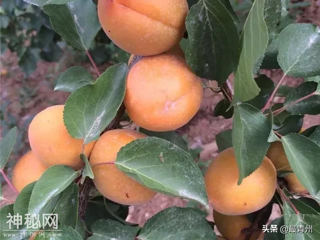 游青州古城，研民俗文化-9.jpg