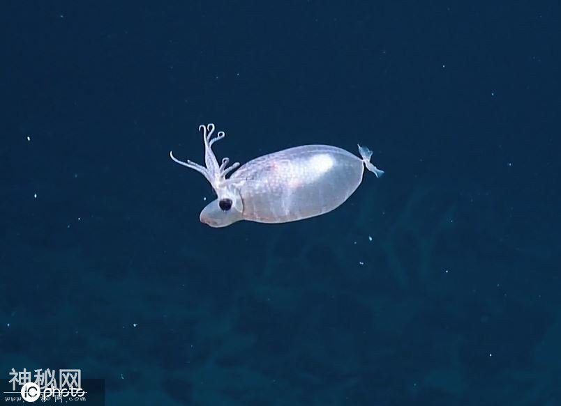 夏威夷海域发现罕见生物！“小猪鱿鱼”外观像小猪又像驯鹿-3.jpg