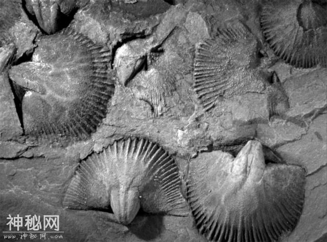 是哪些生物主导了地球史上最大的生物辐射事件？-4.jpg