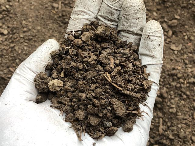 5种动物粪养花，它的有机质含量最高，盆栽兰花施肥常用-4.jpg