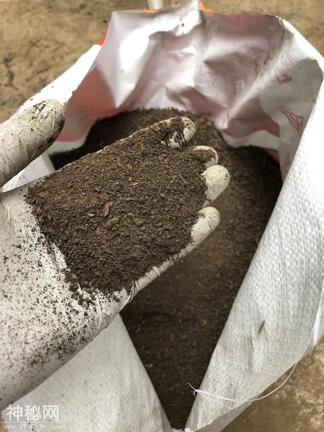 5种动物粪养花，它的有机质含量最高，盆栽兰花施肥常用-11.jpg