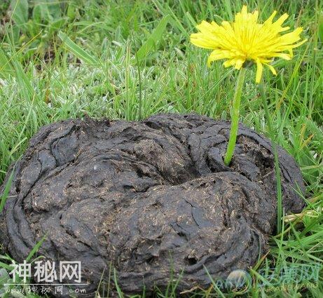 5种动物粪养花，它的有机质含量最高，盆栽兰花施肥常用-6.jpg
