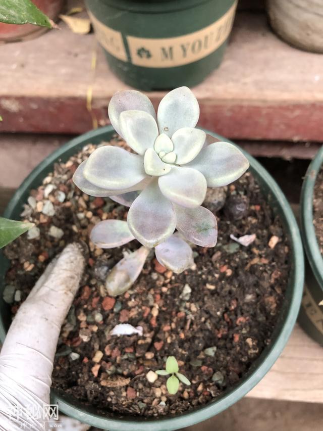 5种动物粪养花，它的有机质含量最高，盆栽兰花施肥常用-10.jpg