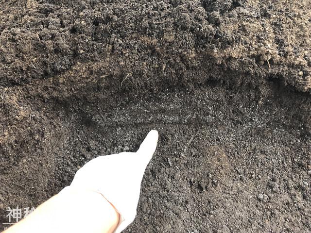 5种动物粪养花，它的有机质含量最高，盆栽兰花施肥常用-14.jpg