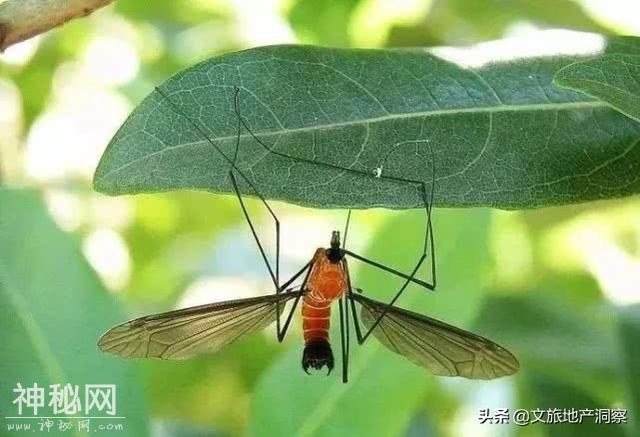 发生在云南的奇怪风俗，你了解多少-16.jpg