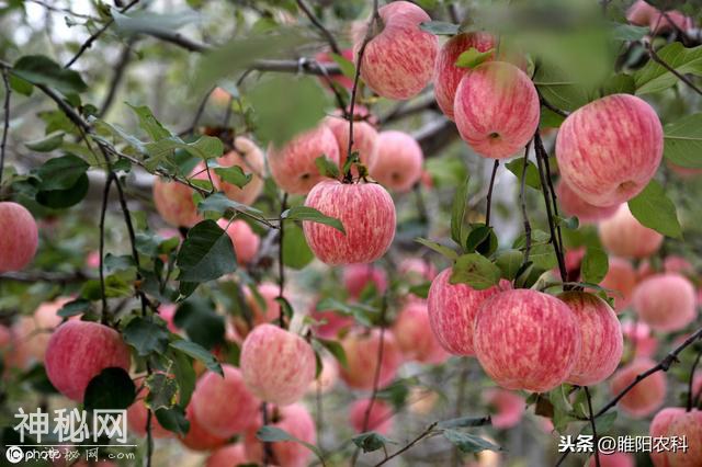 这个药被称为“万能药”，专治各种疑难杂症，真菌细菌病毒通杀-7.jpg