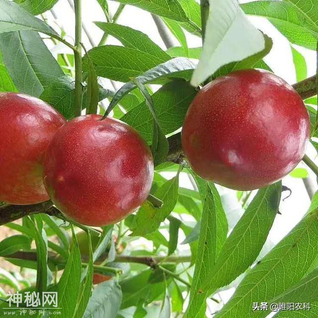 这个药被称为“万能药”，专治各种疑难杂症，真菌细菌病毒通杀-6.jpg