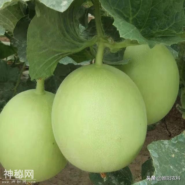 这个药被称为“万能药”，专治各种疑难杂症，真菌细菌病毒通杀-3.jpg