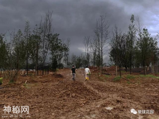 建园日记 | 梅雨季 三伏天 星球花园建设HARD模式开启-31.jpg