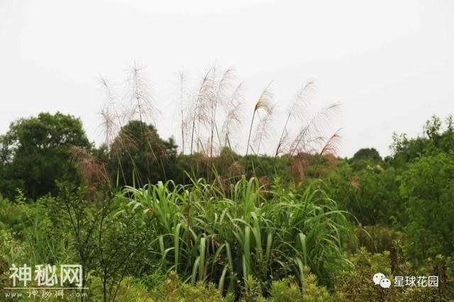 建园日记 | 梅雨季 三伏天 星球花园建设HARD模式开启-50.jpg