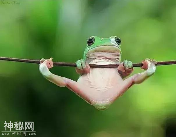 19只超可爱动物，青蛙超过180度的劈腿绝技-14.jpg