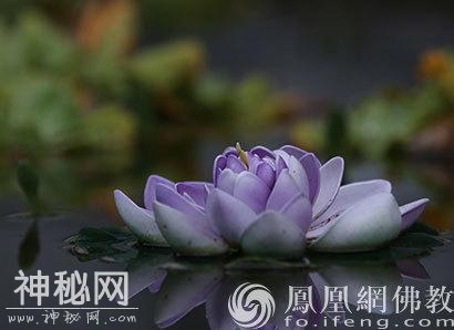 佛门中为什么用莲花比喻妙法？-1.jpg