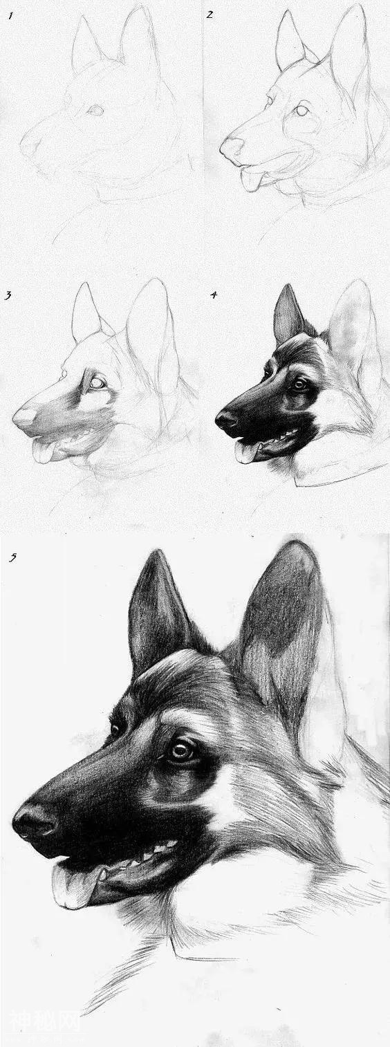 素描动物毛发技法，从入门到精通，我的手从此再也不是爪-15.jpg
