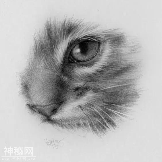 素描动物毛发技法，从入门到精通，我的手从此再也不是爪-43.jpg