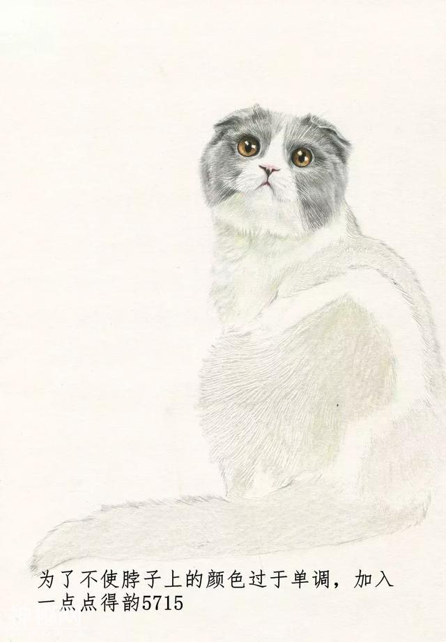 素描动物毛发技法，从入门到精通，我的手从此再也不是爪-53.jpg