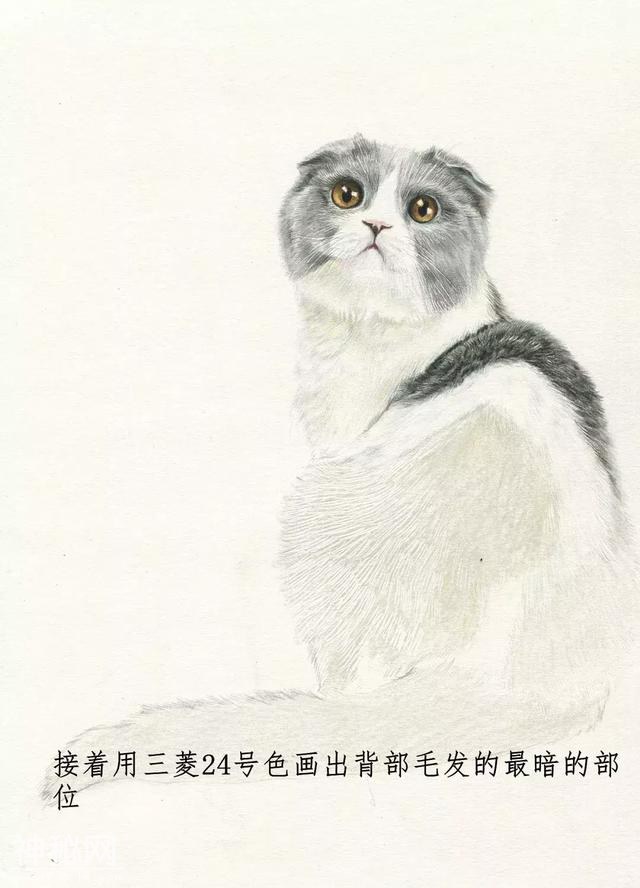 素描动物毛发技法，从入门到精通，我的手从此再也不是爪-56.jpg