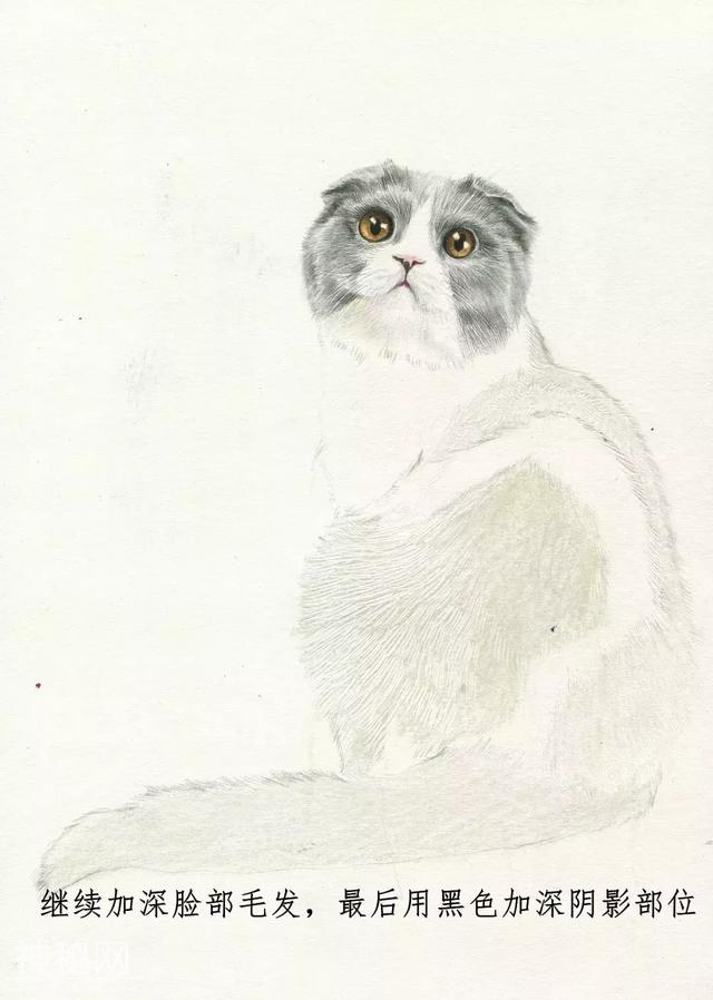 素描动物毛发技法，从入门到精通，我的手从此再也不是爪-52.jpg