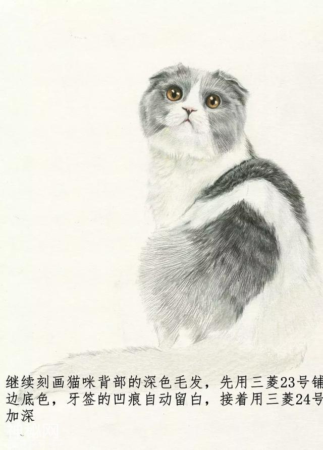 素描动物毛发技法，从入门到精通，我的手从此再也不是爪-57.jpg