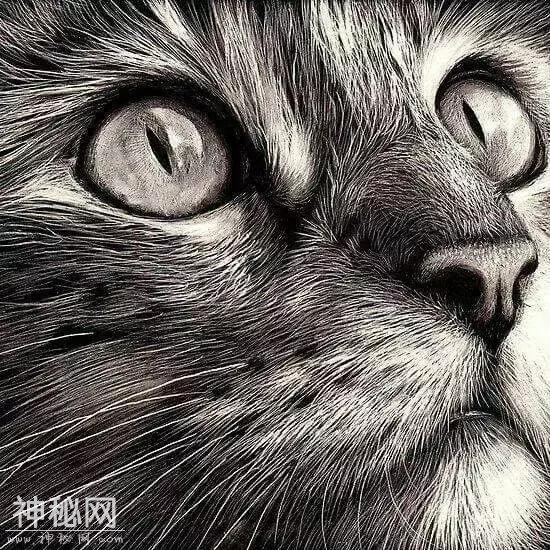 素描动物毛发技法，从入门到精通，我的手从此再也不是爪-65.jpg