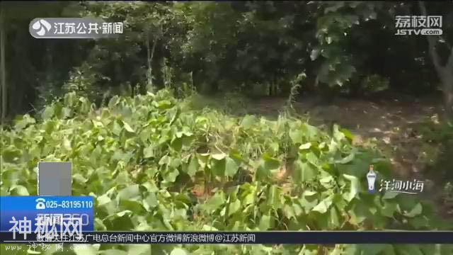 金坛一饭店为修路，刨掉了挡道的西周古墓？官方：系雨水冲刷-3.jpg