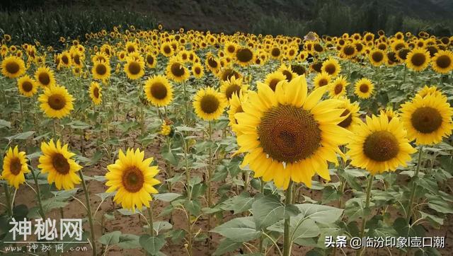 临汾西山吉县屯里小河边，摩旅途中感受黄土高原人文风情-7.jpg
