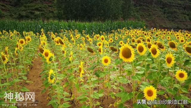 临汾西山吉县屯里小河边，摩旅途中感受黄土高原人文风情-6.jpg