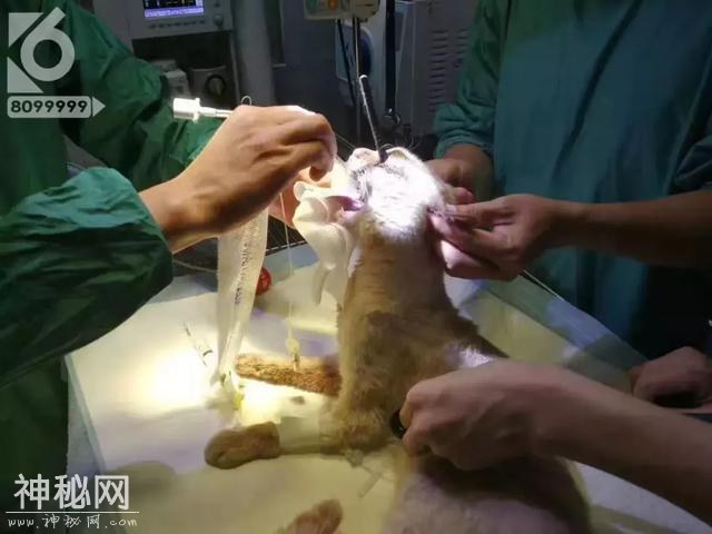 残忍！小猫被利器从左眼刺穿大脑，被发现时满脸是血躲在角落哀嚎，施暴者良心不会痛吗？-5.jpg