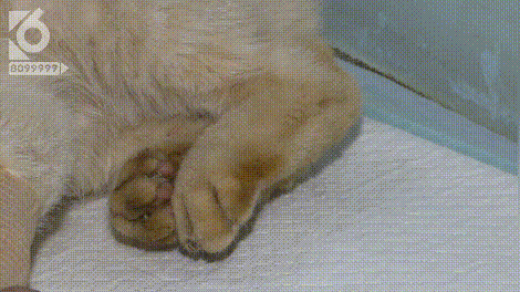 残忍！小猫被利器从左眼刺穿大脑，被发现时满脸是血躲在角落哀嚎，施暴者良心不会痛吗？-10.jpg